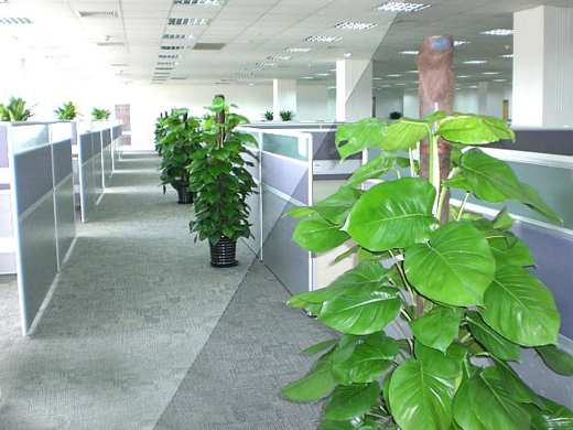 嘉兴什么植物适合放办公室