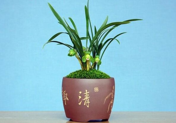 嘉兴盆花浇水的进阶技能，你知道多少？