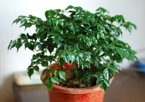 嘉兴如何正确清洗植物租摆的叶片？