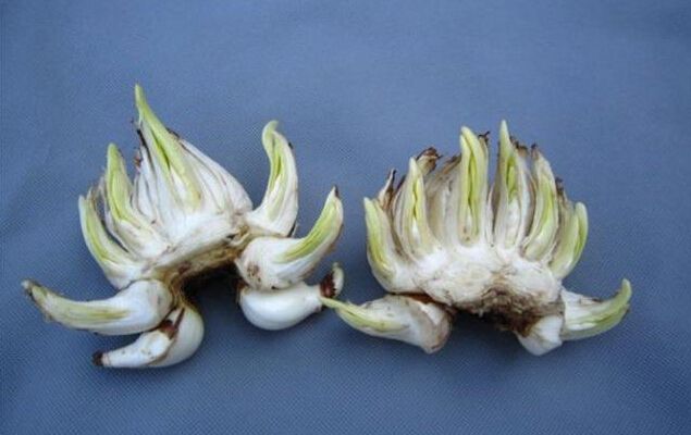 嘉兴如何选购水仙鳞茎，养好花从买花开始！