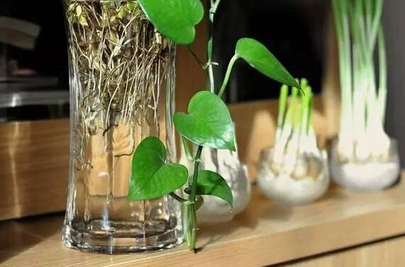 嘉兴水培的花卉怎样养才不烂根呢？