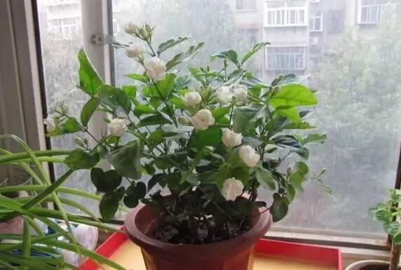 嘉兴刚买回来的植物没多久就挂了为啥？