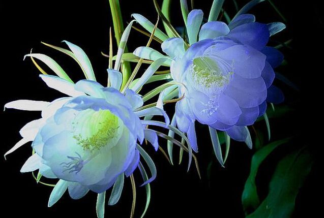 嘉兴昙花为什么多在夜间开放？