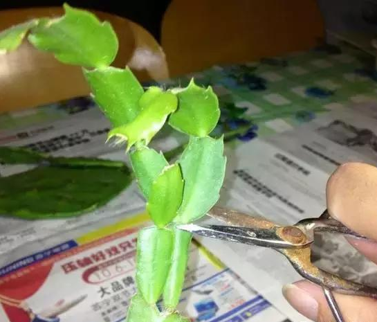 嘉兴学会修剪，蟹爪兰才能花开不断！