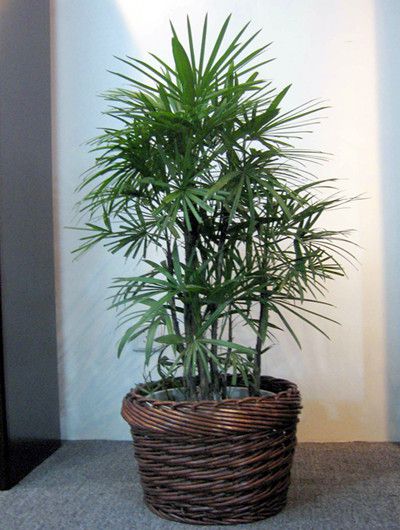 嘉兴棕竹的种植方面与注意事项