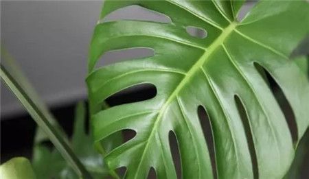 嘉兴既好看又吸毒的的绿植物花卉租摆汇总