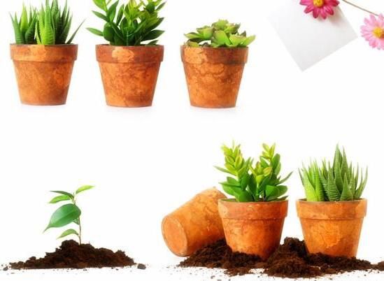 嘉兴如何给你的盆栽花卉绿植租摆土壤消毒