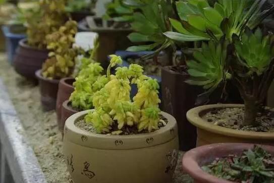 嘉兴什么花总是养不活，因为你忽略了这些细节