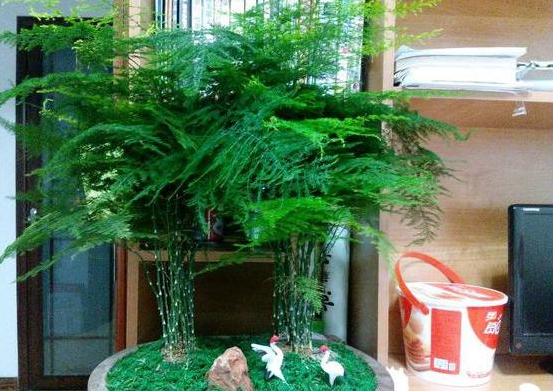 嘉兴文竹浇白糖水可以让它长得更绿、更茂盛，真的假的？