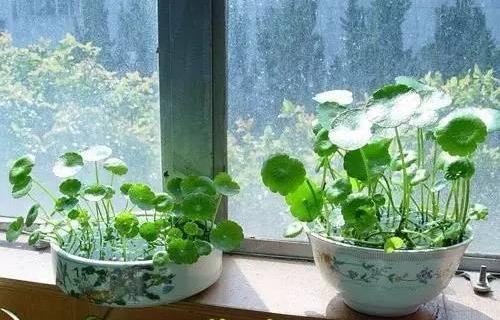 嘉兴铜钱草越冬应该怎么养？
