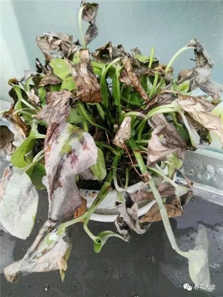 嘉兴快死的绿萝别扔，1分钟让它起死回生