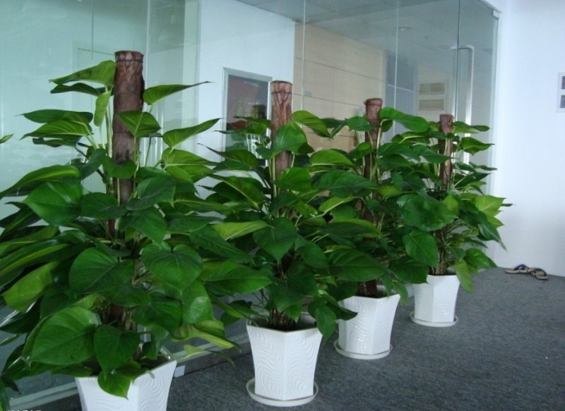 嘉兴办公室各个区域应该怎么样放花卉绿植租摆？