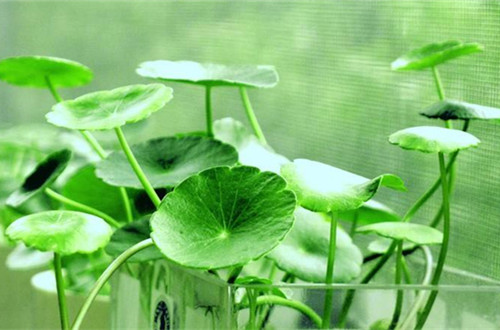 嘉兴铜钱草用什么土养更好