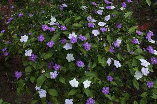 嘉兴双色茉莉花叶子发黄是怎么回事