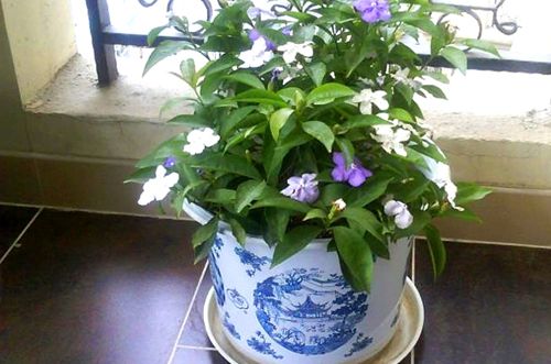 嘉兴双色茉莉为什么不开花