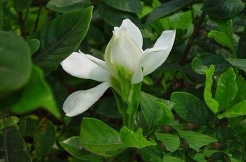 嘉兴栀子花掉叶子是怎么回事