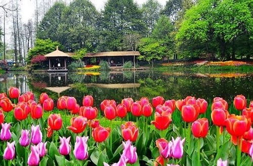 嘉兴适合公园种植的花草绿植有哪些