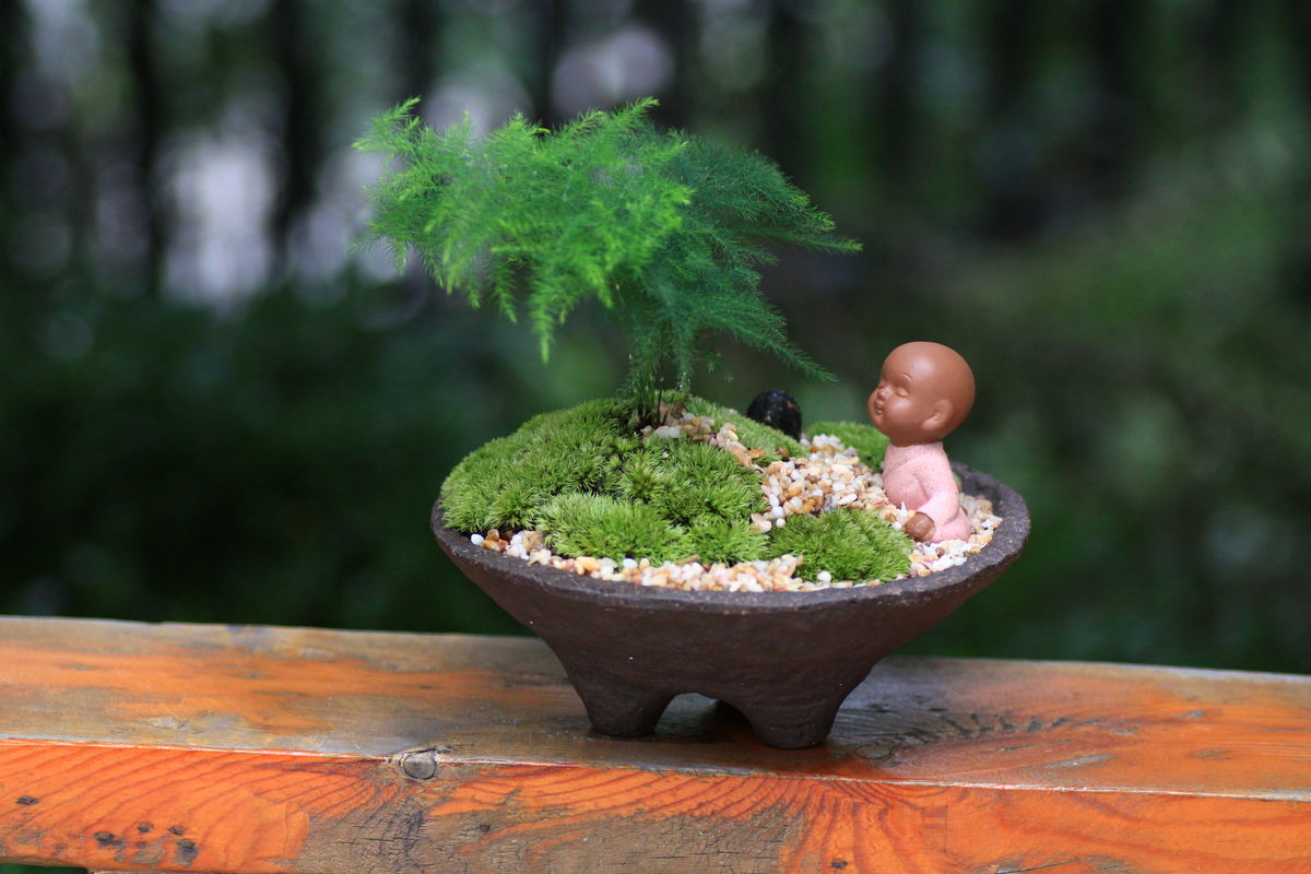 嘉兴绿植的室内妙用