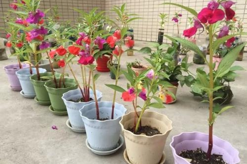 嘉兴凤仙花叶子发黄怎么回事 怎么办