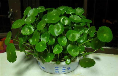 嘉兴铜钱草烂根了怎么救？