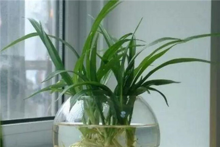 嘉兴水培植物为什么总是黄叶子？