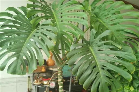 嘉兴吸甲醛、吸灰尘、吸毛絮更猛的植物有哪些？