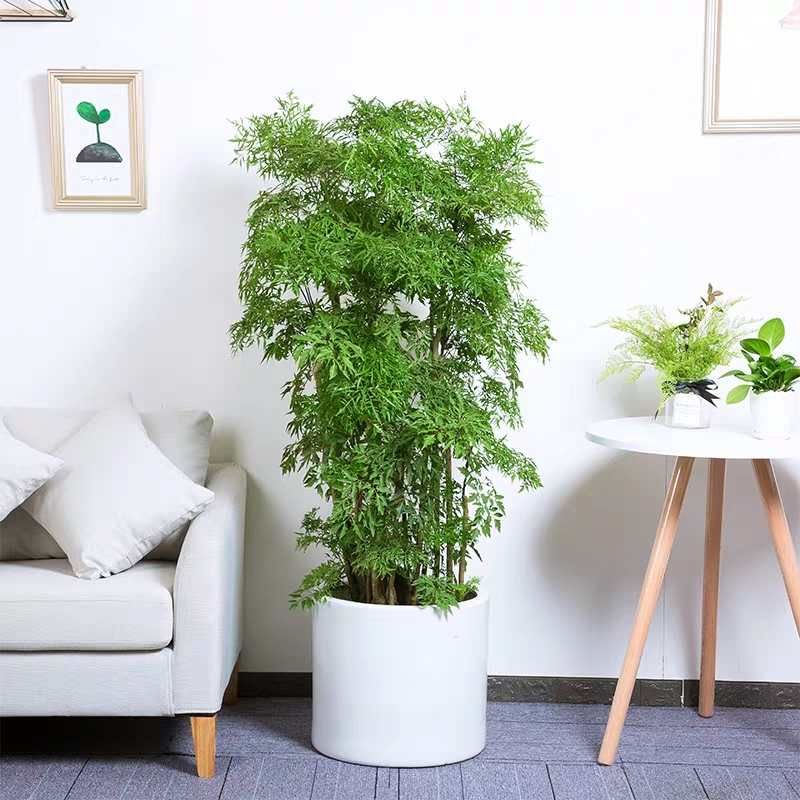 嘉兴福禄桐