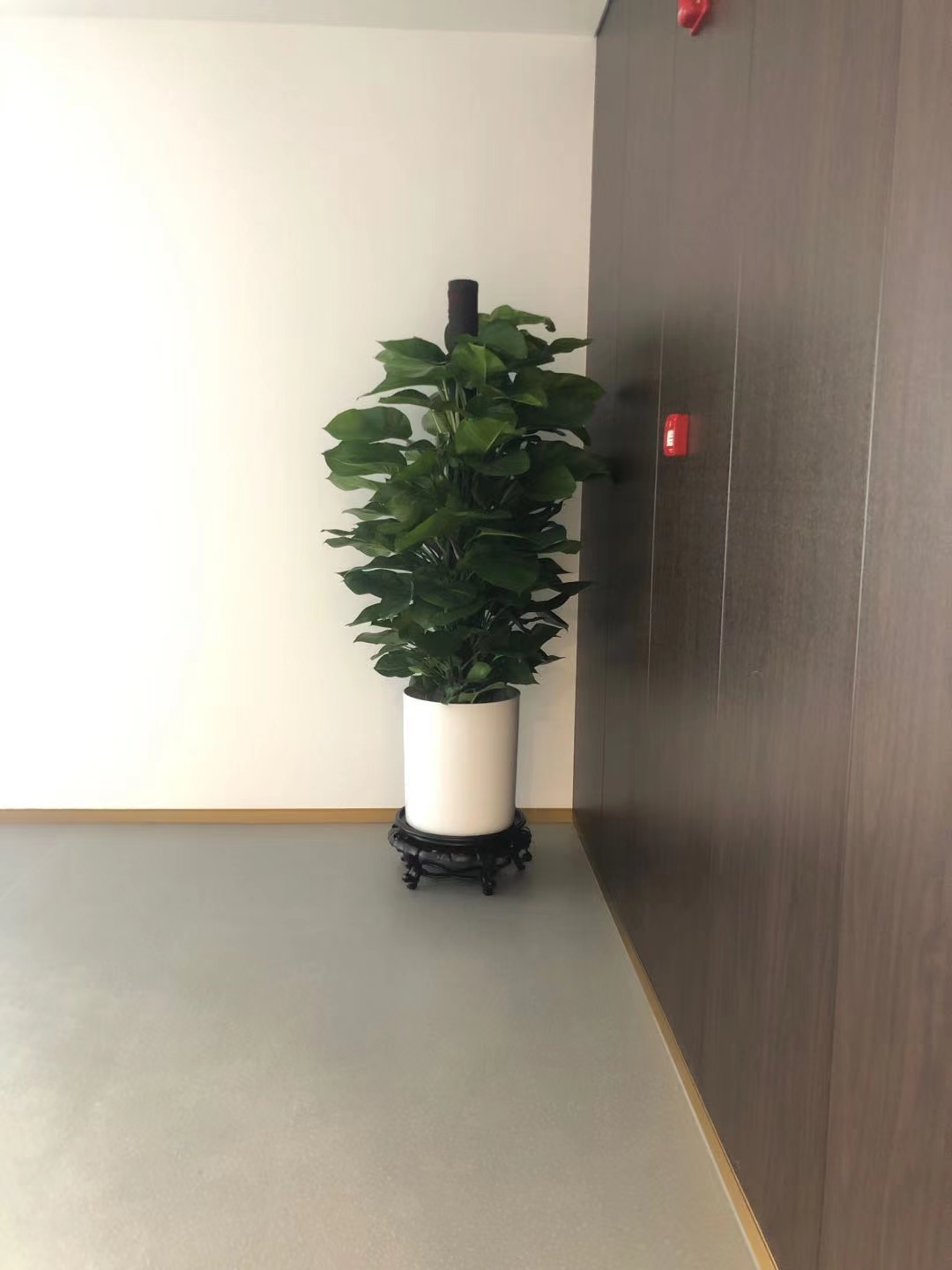 嘉兴绿萝
