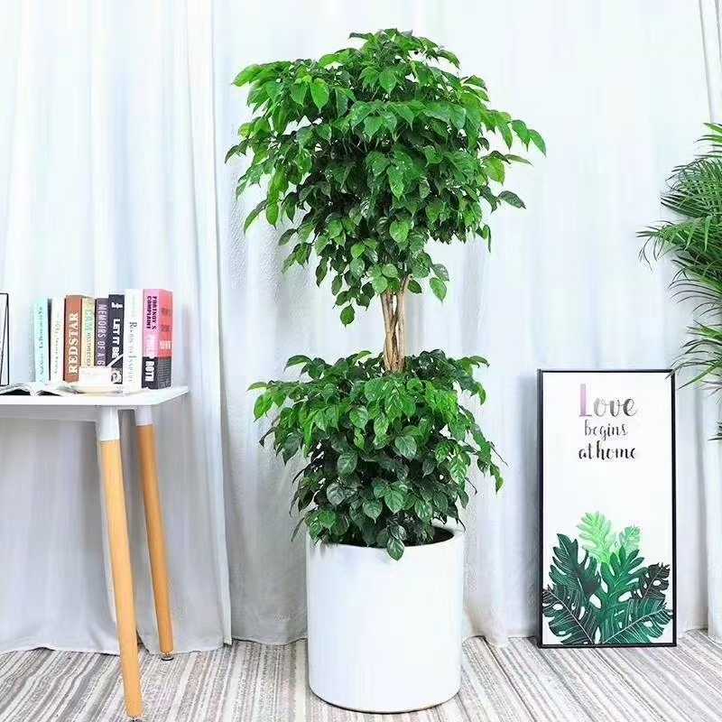 嘉兴绿宝树