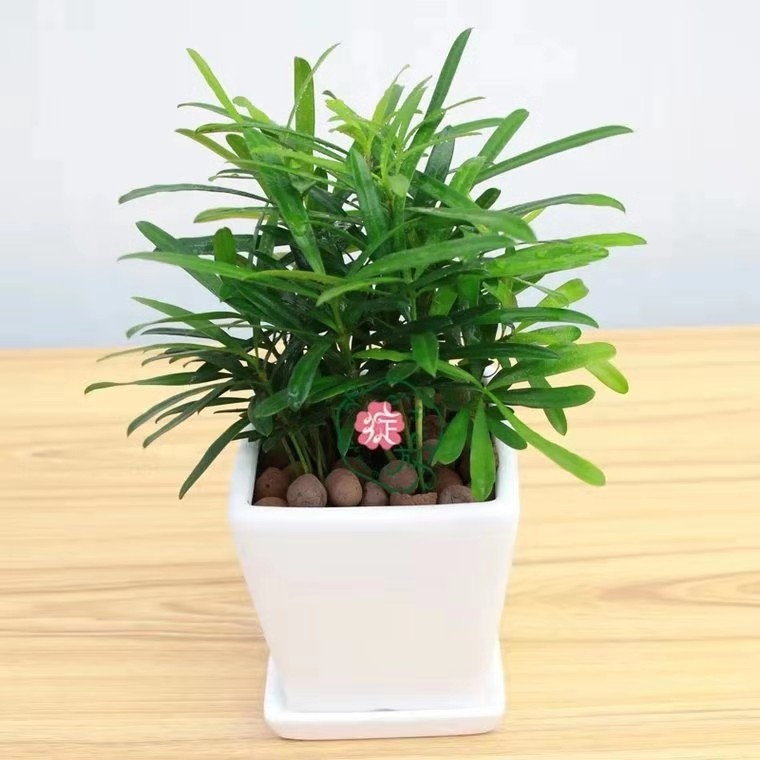 嘉兴小罗汉松