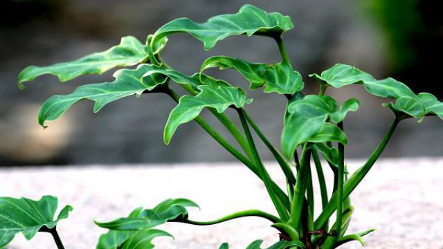 嘉兴观叶植物怎么修剪？
