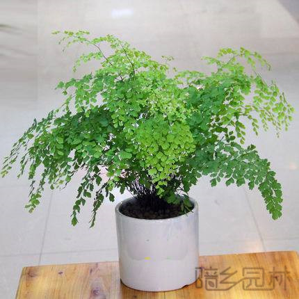 嘉兴绿植租赁-铁线蕨