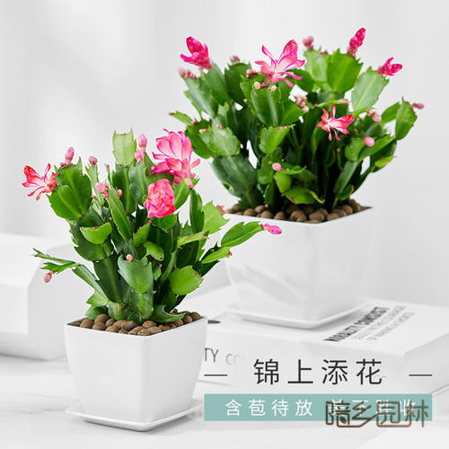 嘉兴花卉租摆-蟹爪兰