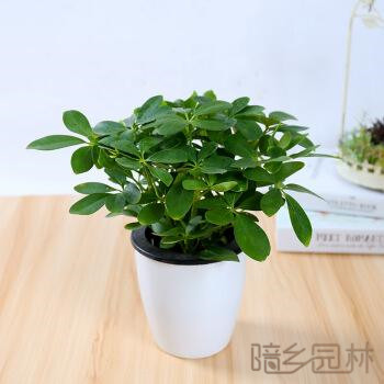 嘉兴绿植租赁-鸭脚木