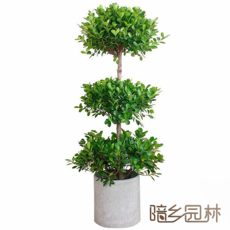 嘉兴绿植租赁-摇钱树