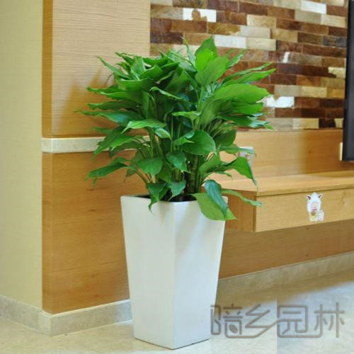嘉兴绿植租赁 -万年青