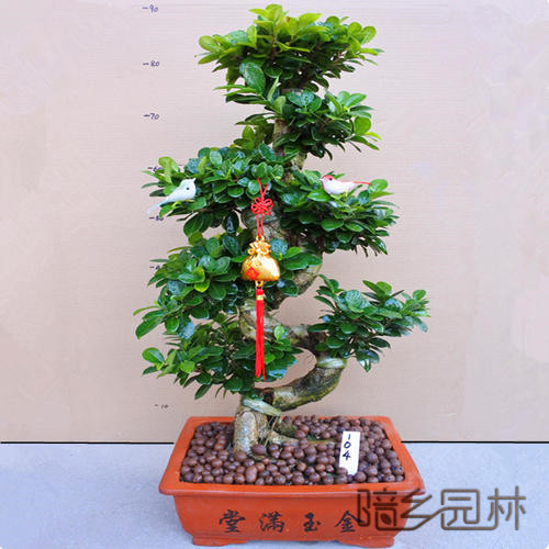 嘉兴绿植租赁-摇钱树盆景