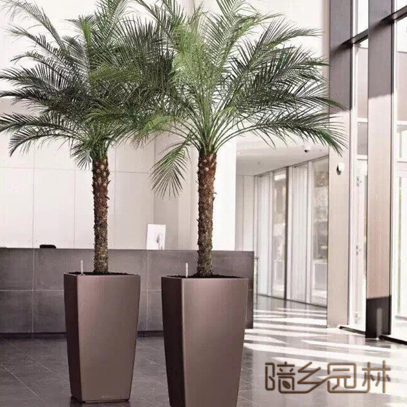 嘉兴绿植租赁-针葵