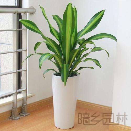 嘉兴绿植租赁-也门铁