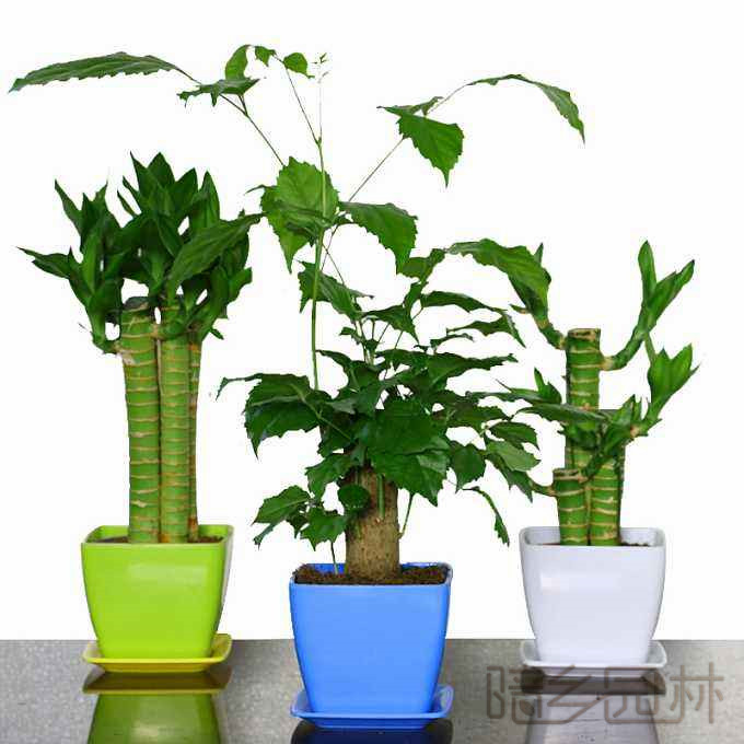 嘉兴绿植租赁-富贵竹