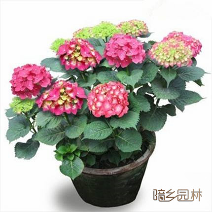 嘉兴花卉租摆-绣球花