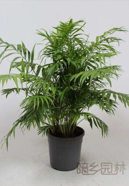 嘉兴绿植租赁-袖珍椰子